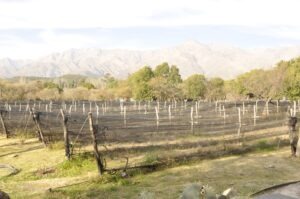 Wine Tour Traslasierra