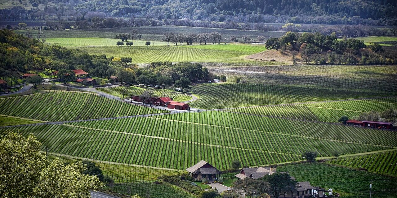 Viñedos Napa Valley