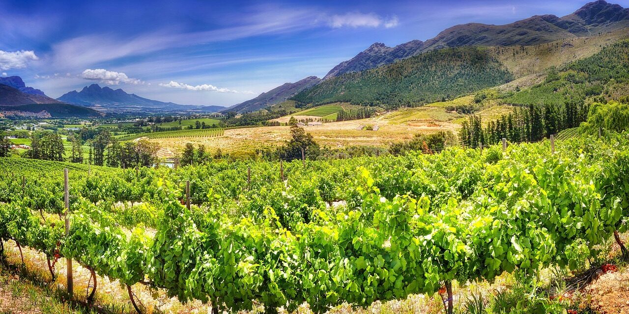 viñedo stellenbosch