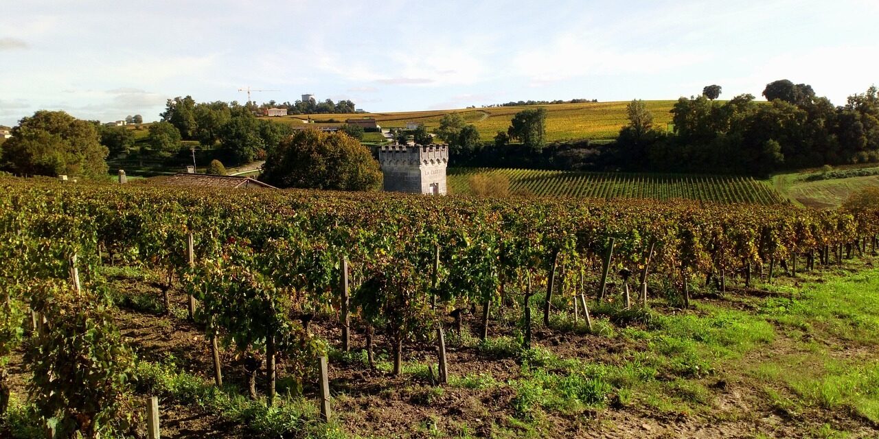 viñedos burdeos